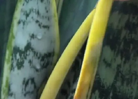 植物常识问题|夏天养虎皮兰怎么浇水最安全