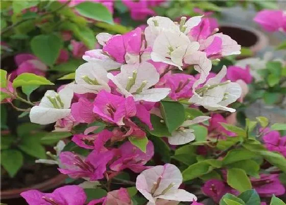 植物常识问题|孕蕾期如何给三角梅施肥促进花蕾的生长和开花