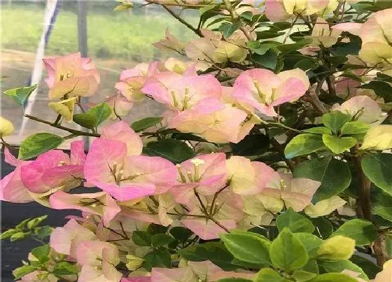 植物常识问题|孕蕾期如何给三角梅施肥促进花蕾的生长和开花