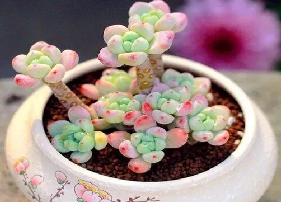 植物常识问题|夏季养护多肉如何防治蚧壳虫