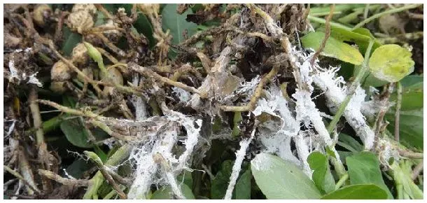 荧光假单胞杆菌的作用 | 三农答疑