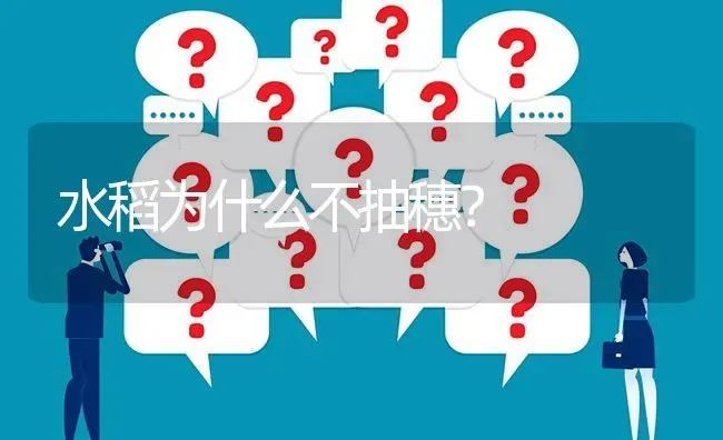 水稻为什么不抽穗? | 养殖问题解答