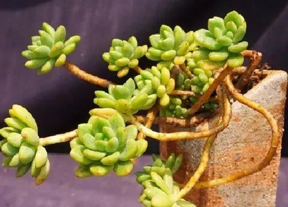 植物常识问题|夏季多肉怎么浇水茎叶不干瘪