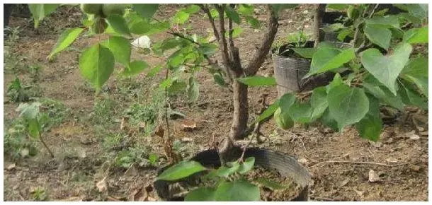 杏树盆栽的种植方法 | 农业常识