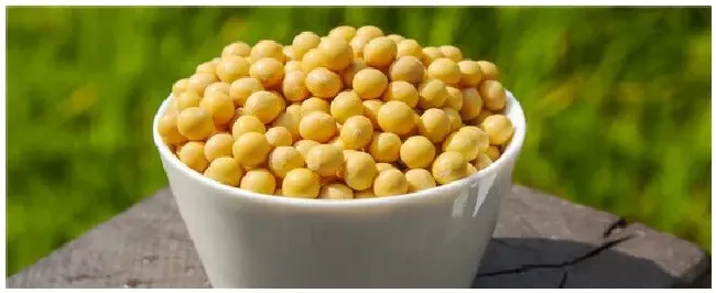 黄豆种植时间和生长期 | 农业答疑