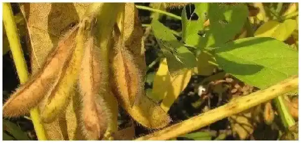 2020年大豆还有补贴吗 | 三农问答