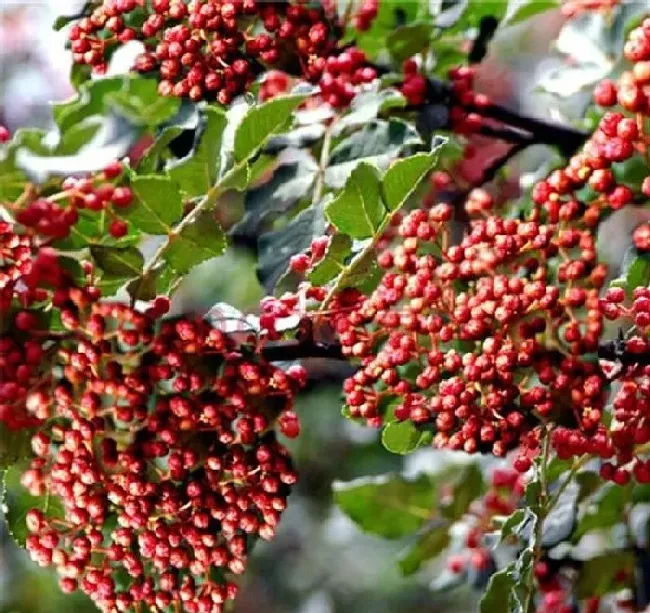 植物常识问题|花椒嫁接步骤方法及图片（嫁接花椒树苗的技巧和技术）