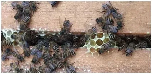 中蜂一年产多少蜂蜜？ | 农业问题