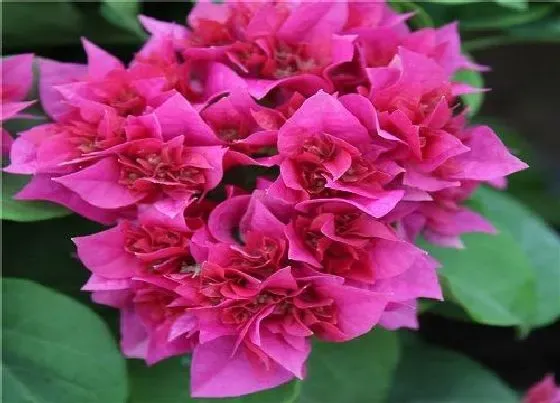 植物常识问题|如何给三角梅掐尖打顶开花几率更大