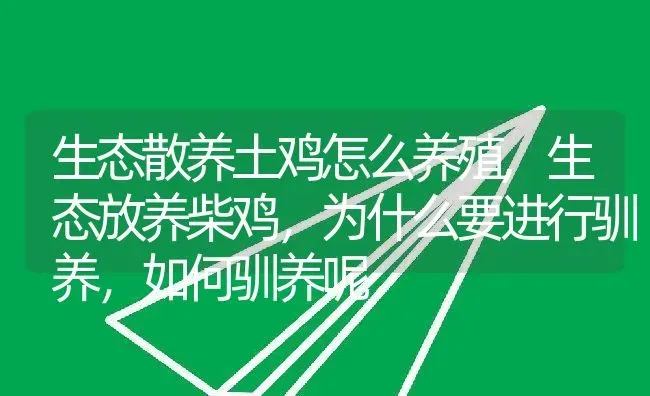 生态散养土鸡怎么养殖,生态放养柴鸡，为什么要进行驯养，如何驯养呢 | 养殖常见问题
