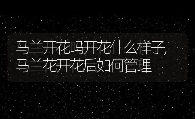 马兰开花吗开花什么样子,马兰花开花后如何管理 | 养殖常见问题