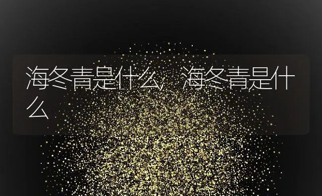 海冬青是什么,海冬青是什么 | 养殖常见问题