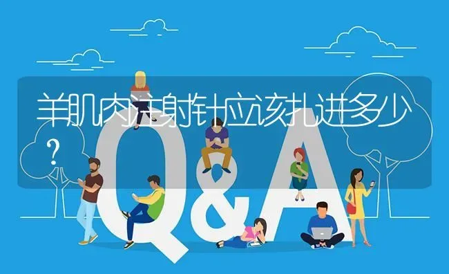 羊肌肉注射针应该扎进多少? | 养殖问题解答