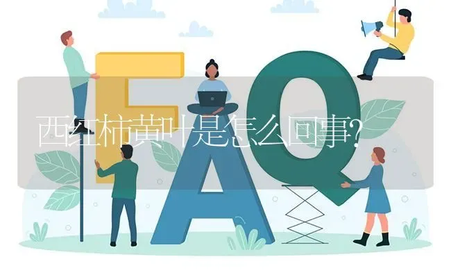 西红柿黄叶是怎么回事? | 养殖问题解答