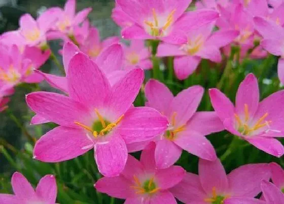 植物常识问题|风雨兰不爱开花怎么办