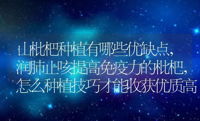 山枇杷种植有哪些优缺点,润肺止咳提高免疫力的枇杷，怎么种植技巧才能收获优质高产 | 养殖常见问题