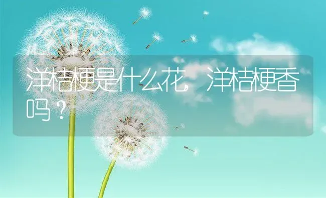洋桔梗是什么花,洋桔梗香吗？ | 养殖常见问题