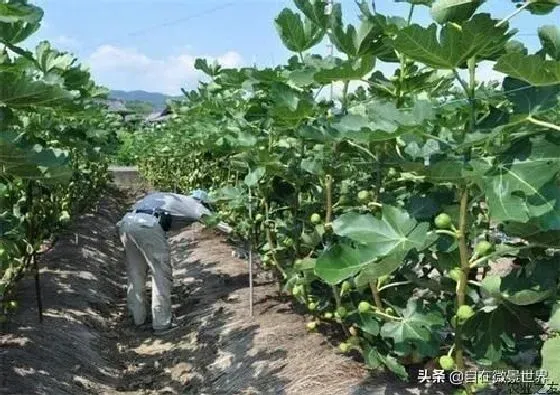 植物常识问题|无花果怎样种植丰产结果多（无花果怎么施肥长得好）