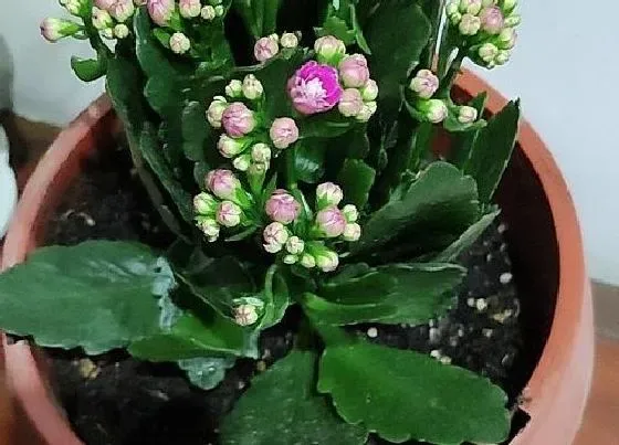 植物常识问题|长寿花叶片发黄脱落该怎么办