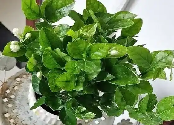 植物常识问题|春天茉莉怎么养护能够爆盆