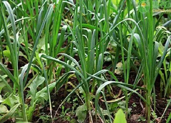 植物常识问题|院子里适合种什么蔬菜（一年四季适合庭院种植的蔬菜）