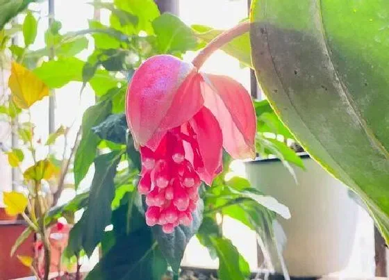 植物常识问题|红萼苘麻如何养护一年四季开花不断