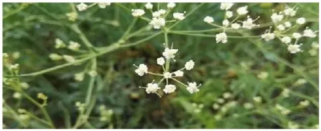 防风种植的注意事项 | 三农答疑