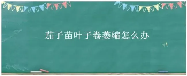 茄子苗叶子卷萎缩怎么办 | 三农答疑