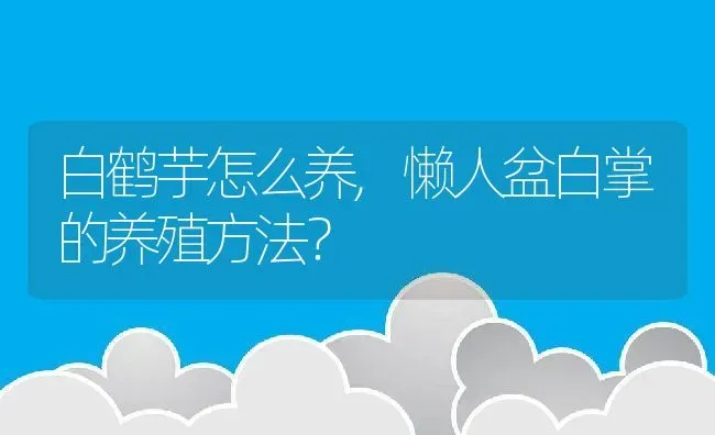 白鹤芋怎么养,懒人盆白掌的养殖方法？ | 养殖常见问题