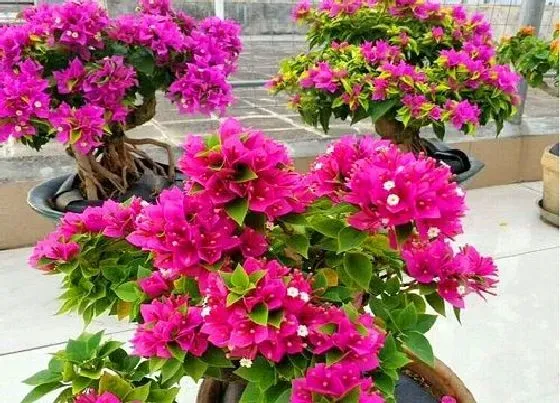 植物常识问题|三角梅好养吗