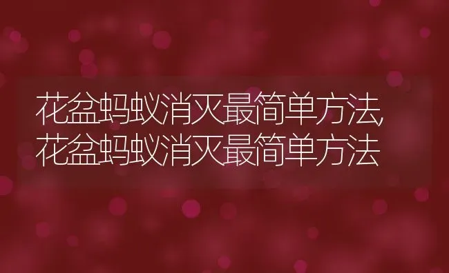 花盆蚂蚁消灭最简单方法,花盆蚂蚁消灭最简单方法 | 养殖常见问题