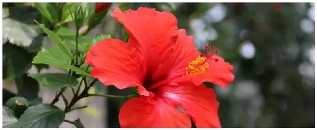 牡丹花的特点 | 三农问答