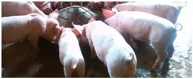 猪后面不流粘液能配种吗 | 农业常识