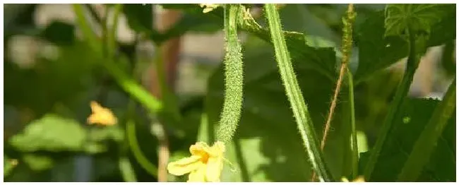 不搭架地黄瓜种植技术 | 科普知识