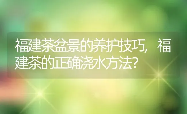 福建茶盆景的养护技巧,福建茶的正确浇水方法？ | 养殖常见问题