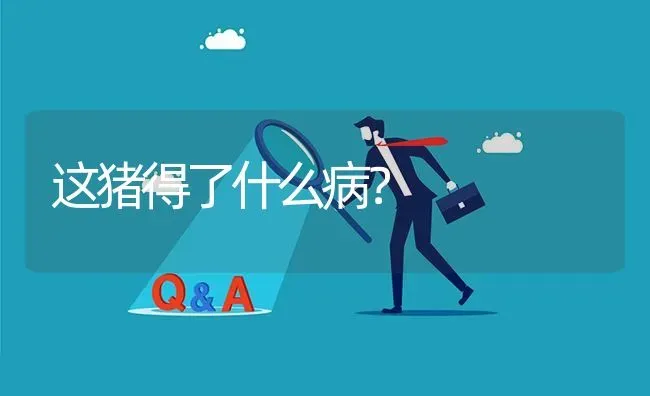 这猪得了什么病? | 养殖问题解答