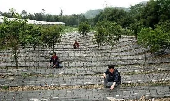 植物常识问题|葡萄扦插育苗技术要点（教你几步就学会扦插种植技术）