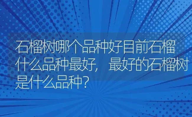 石榴树哪个品种好目前石榴什么品种最好,最好的石榴树是什么品种？ | 养殖常见问题