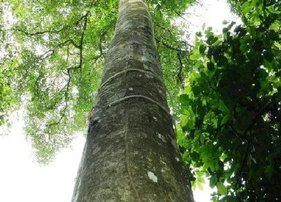 植物常识问题|药沉香和沉香的区别