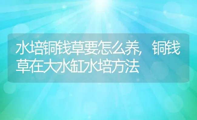 水培铜钱草要怎么养,铜钱草在大水缸水培方法 | 养殖常见问题