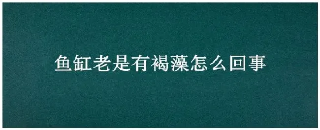 鱼缸老是有褐藻怎么回事 | 三农答疑