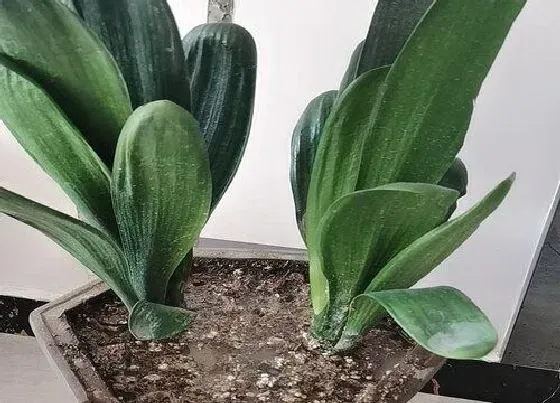 植物常识问题|入秋君子兰不开花怎么解决