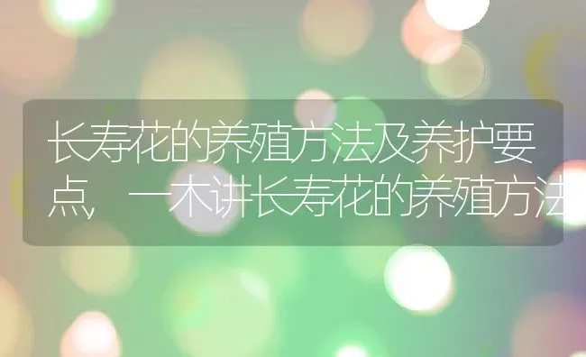 长寿花的养殖方法及养护要点,一木讲长寿花的养殖方法 | 养殖常见问题