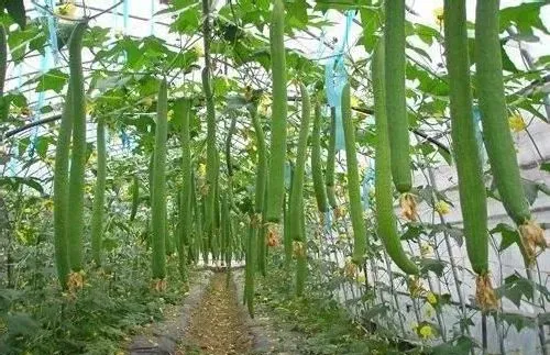 植物常识问题|丝瓜化瓜是什么原因（怎么防止化瓜及高产措施）