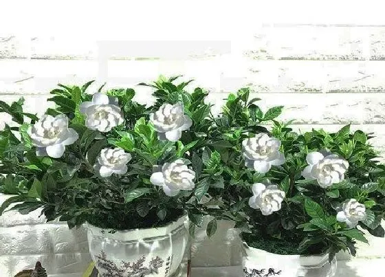 植物常识问题|栀子花如何养护四季开花不断
