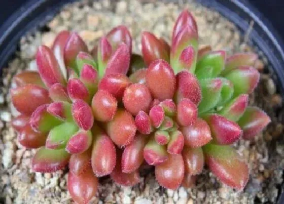 植物常识问题|给多肉配制花盆需要注意些什么