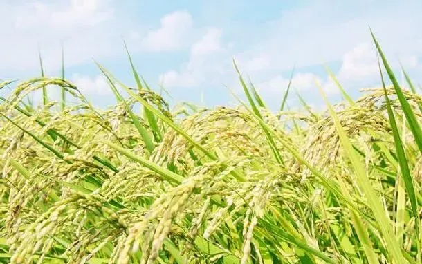 植物常识问题|水稻品种