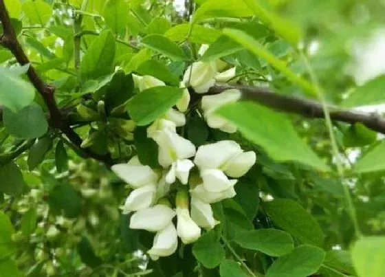 植物常识问题|槐树为什么被称为鬼树 家门口有槐树是吉还是凶