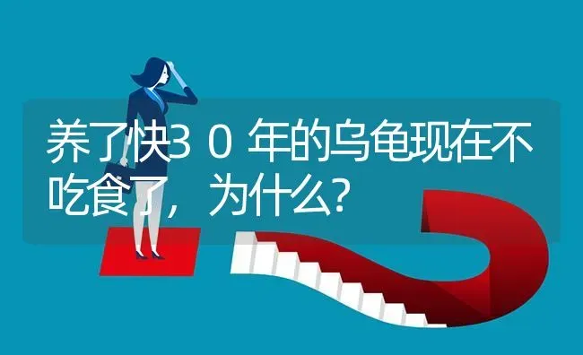 养了快30年的乌龟现在不吃食了,为什么? | 养殖问题解答