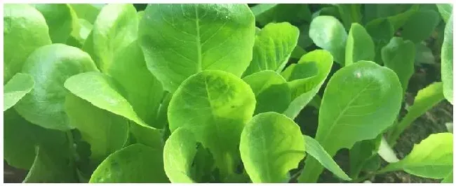 小白菜多大了开始间苗 | 农业答疑